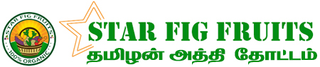athi chedi sagupadi, athi chedi paramarippu, fig plant sellers, fig fruit sellers, fig plant wholesale in chennai tamilnadu, fig plant farmer, athi pazha vivasayam in tamilnadu, athi pazham sagupadi, anjeer plant wholesaler in tamilnadu, athi nadavu murai, athi sagupadi in tamilnadu, athi chedi kidaikum idam, athi chedi sagupadi seivathi eppadi, athi chediyin vilai price, athipalam chedi cultivation, fig farming profit per acre in tamilnadu