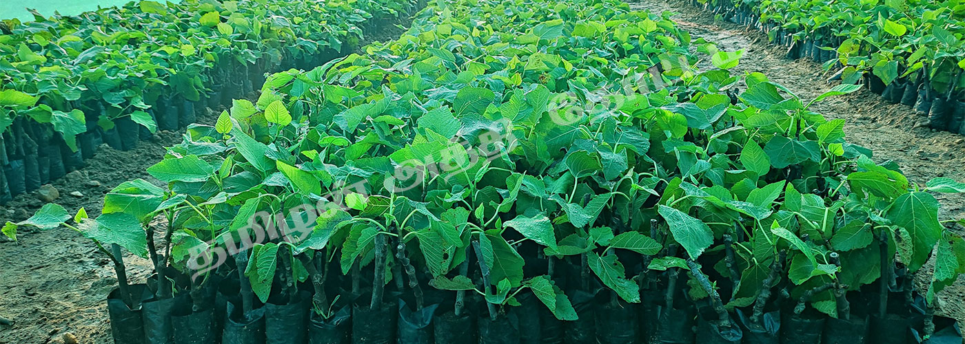 athi chedi sagupadi, athi chedi paramarippu, fig plant sellers, fig fruit sellers, fig plant wholesale in chennai tamilnadu, fig plant farmer, athi pazha vivasayam in tamilnadu, athi pazham sagupadi, anjeer plant wholesaler in tamilnadu, athi nadavu murai, athi sagupadi in tamilnadu, athi chedi kidaikum idam, athi chedi sagupadi seivathi eppadi, athi chediyin price, athi chediyin vilai, athipalam chedi, athipalam cultivation, fig farming in tamilnadu, fig farming profit per acre