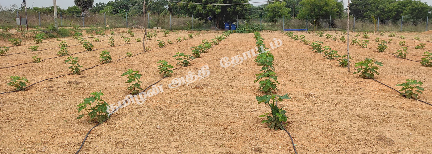 athi chedi sagupadi, athi chedi paramarippu, fig plant sellers, fig fruit sellers, fig plant wholesale in chennai tamilnadu, fig plant farmer, athi pazha vivasayam in tamilnadu, athi pazham sagupadi, anjeer plant wholesaler in tamilnadu, athi nadavu murai, athi sagupadi in tamilnadu, athi chedi kidaikum idam, athi chedi sagupadi seivathi eppadi, athi chediyin price, athi chediyin vilai, athipalam chedi, athipalam cultivation, fig farming in tamilnadu, fig farming profit per acre